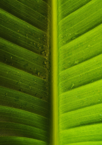 Close up image of a leaf