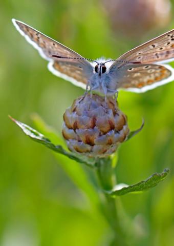 Butterfly on knapweed